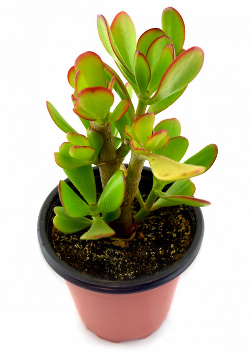 Jade / Planta del dinero de Bélgica