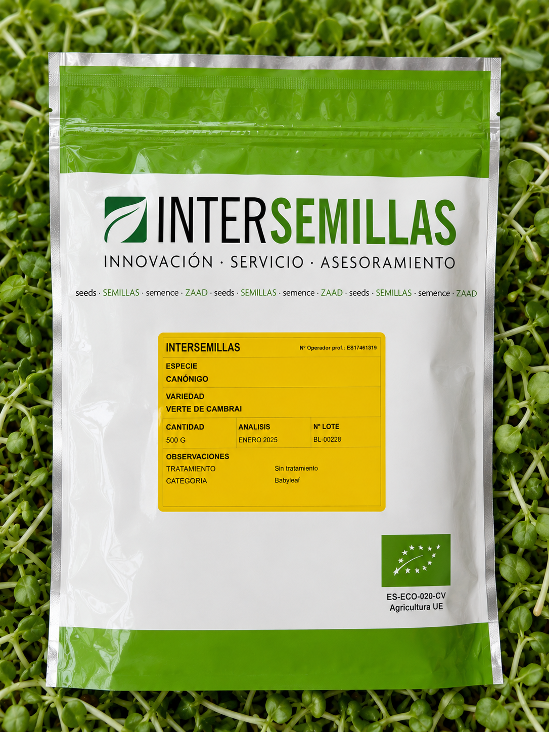 Germinado de Canónigo Cambrai, 500 g (INTERSEMILLAS)