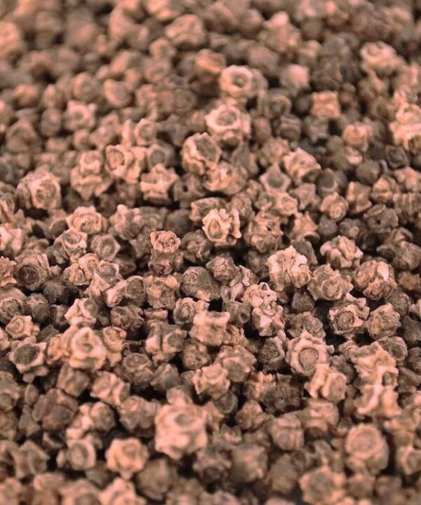 Germinado de Acelga Suiza Roja ECO, 500 g