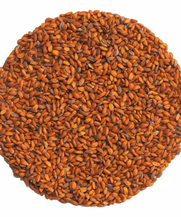 Germinado de Berro Jardín, 500 g