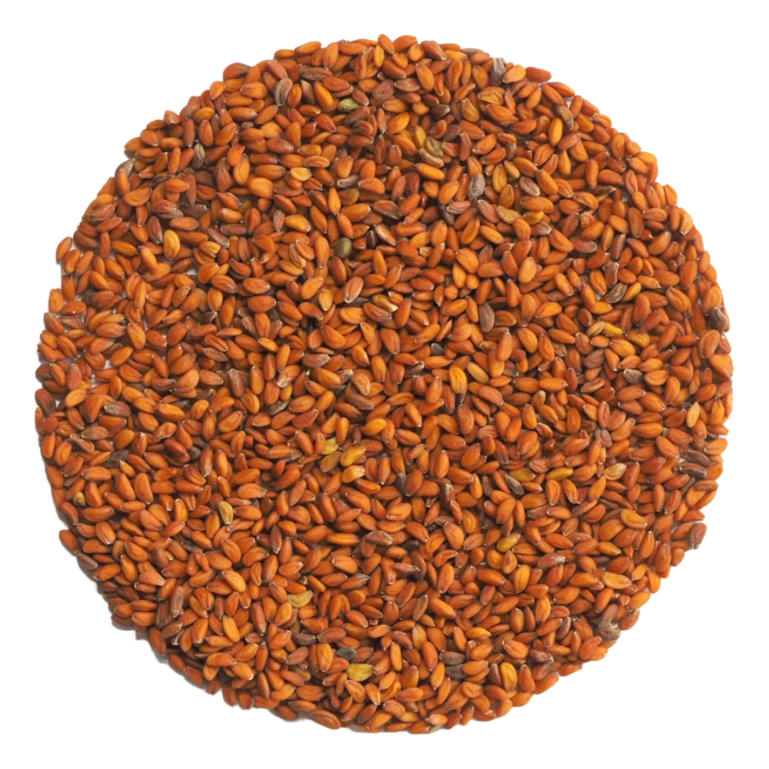 Germinado de Berro Jardín, 500 g