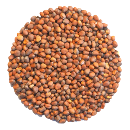 Germinado de Cebolla, 500 g