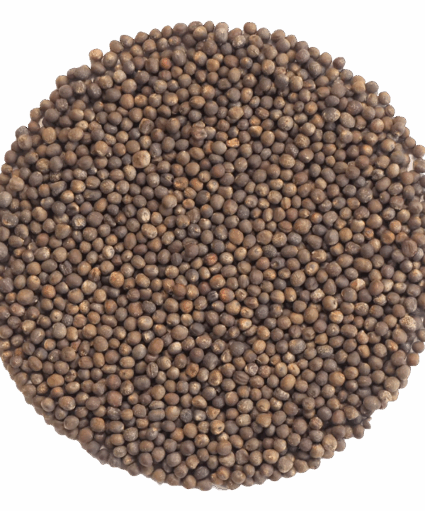 Germinado de Col Rizada ECO, 500 g