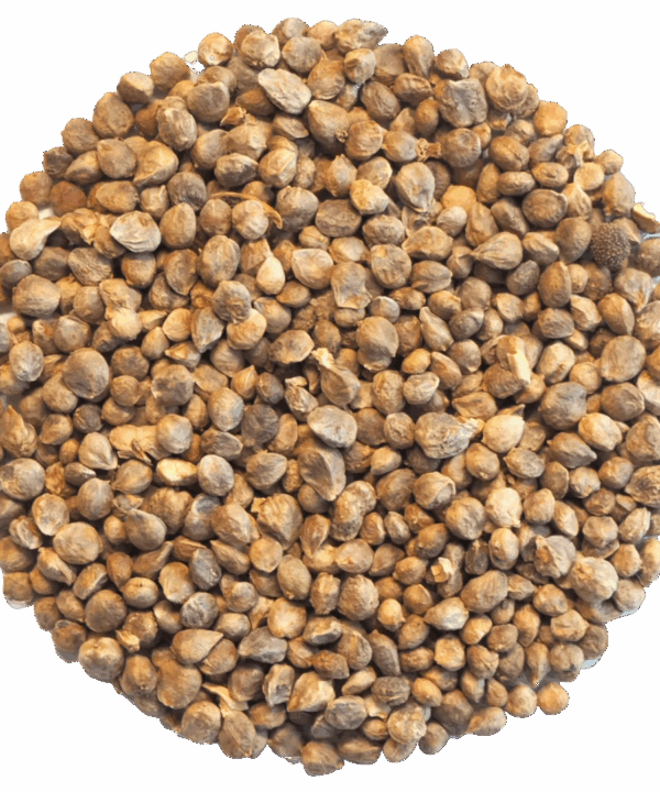 Germinado de Espinaca Verde, 500 g