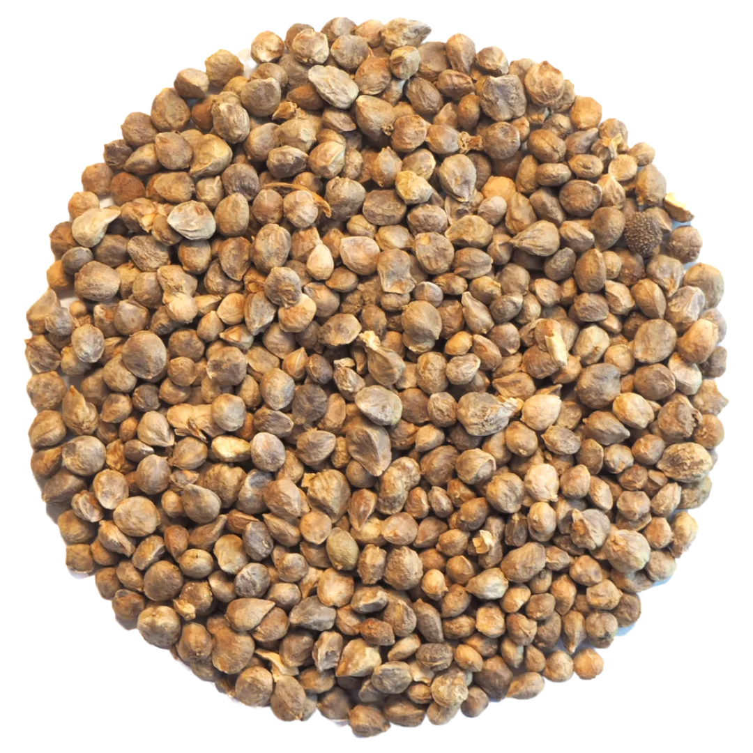 Germinado de Espinaca Verde, 50 g