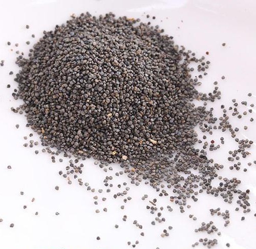 Germinado de Ficoide Glaciale, 10 g