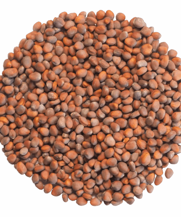 Germinado de Rabanito Daikon ECO, 1 kg