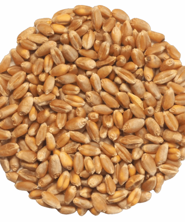 Germinado de Trigo, 500 g