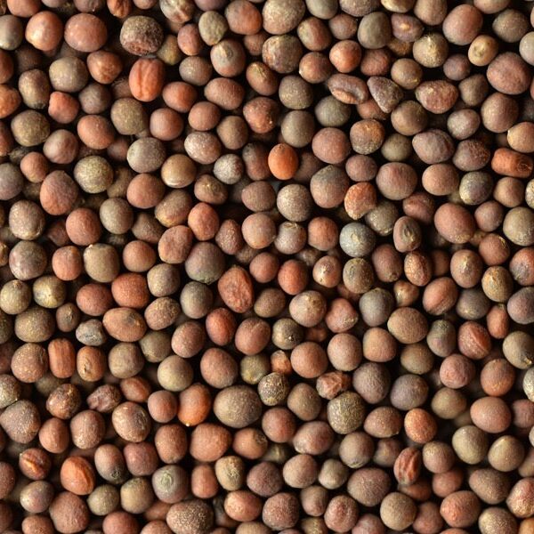 Germinado de Brócoli, 1 kg