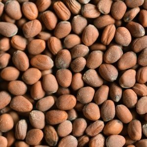 Germinado de Daikon, 1 kg