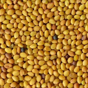 Germinado de Trebol Rojo, 1 kg