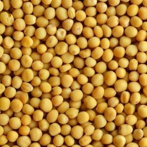 Germinado de Mostaza Blanca, 1 kg