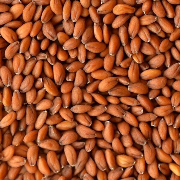 Germinado de Berros, 1 kg