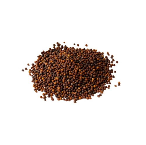 Germinado de Kale, 1 kg