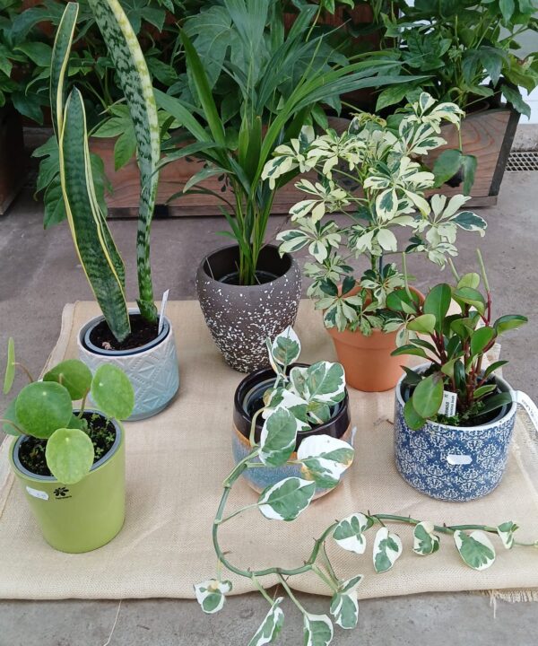 Pack Plantas Interior