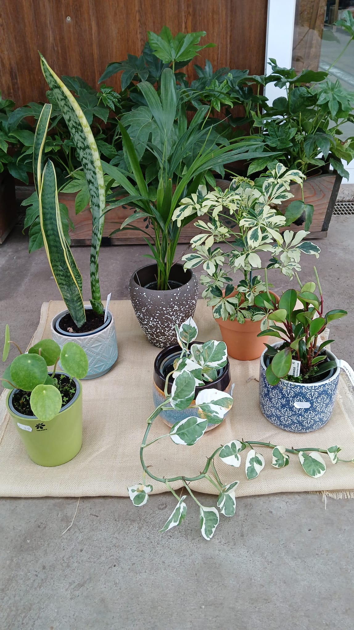 Pack Plantas Interior