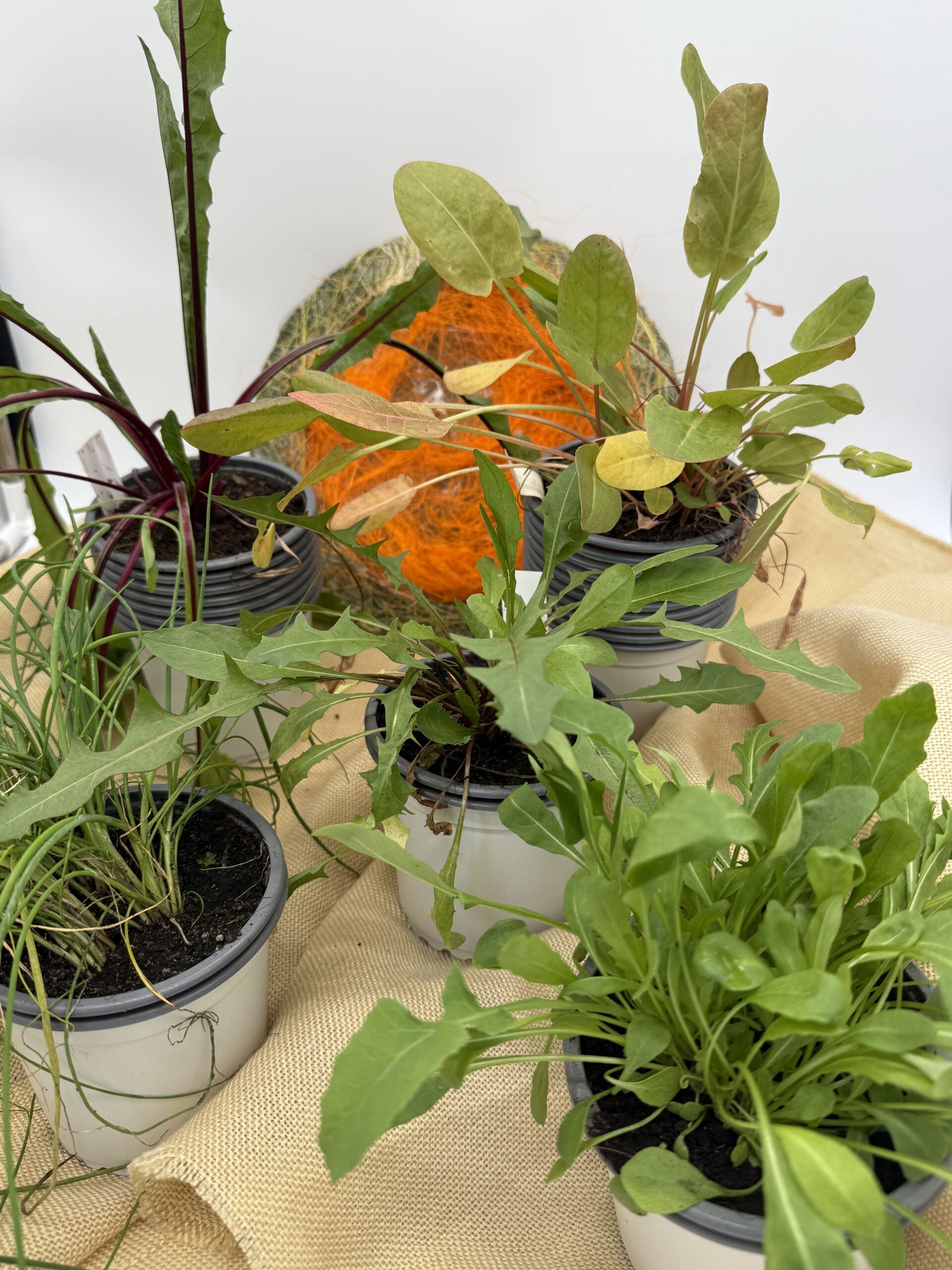 Pack Ensalada Medicinal Perenne 1