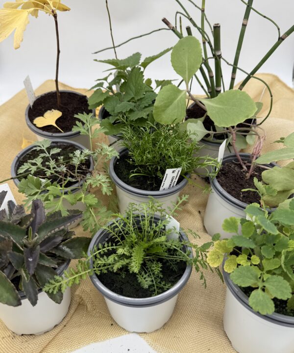 Pack Plantas Medicinales Imprescindibles 1