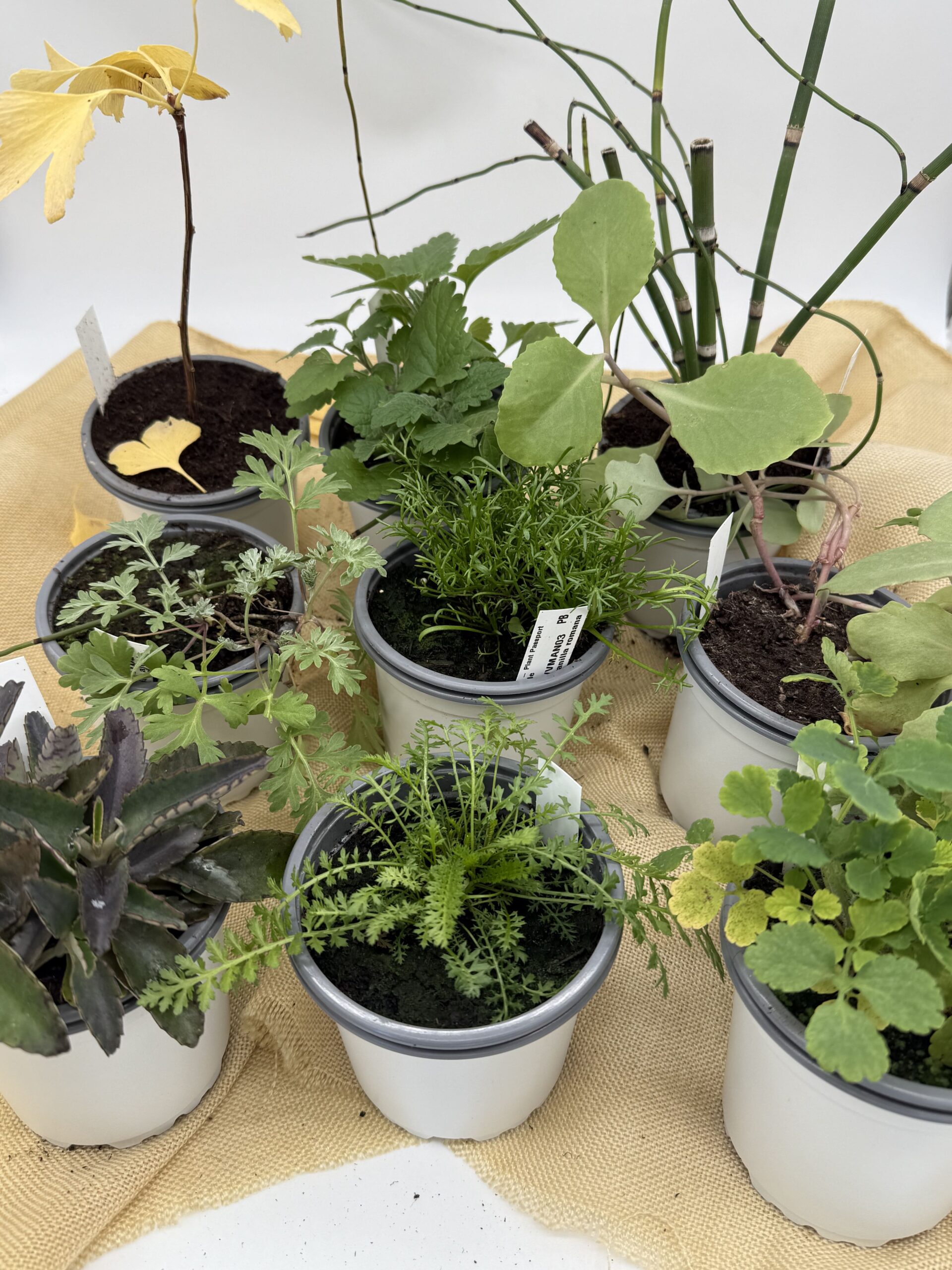 Pack Plantas Medicinales Imprescindibles 1