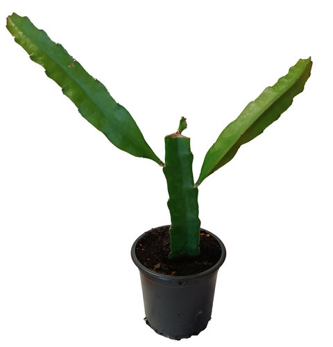Pitaya marmel